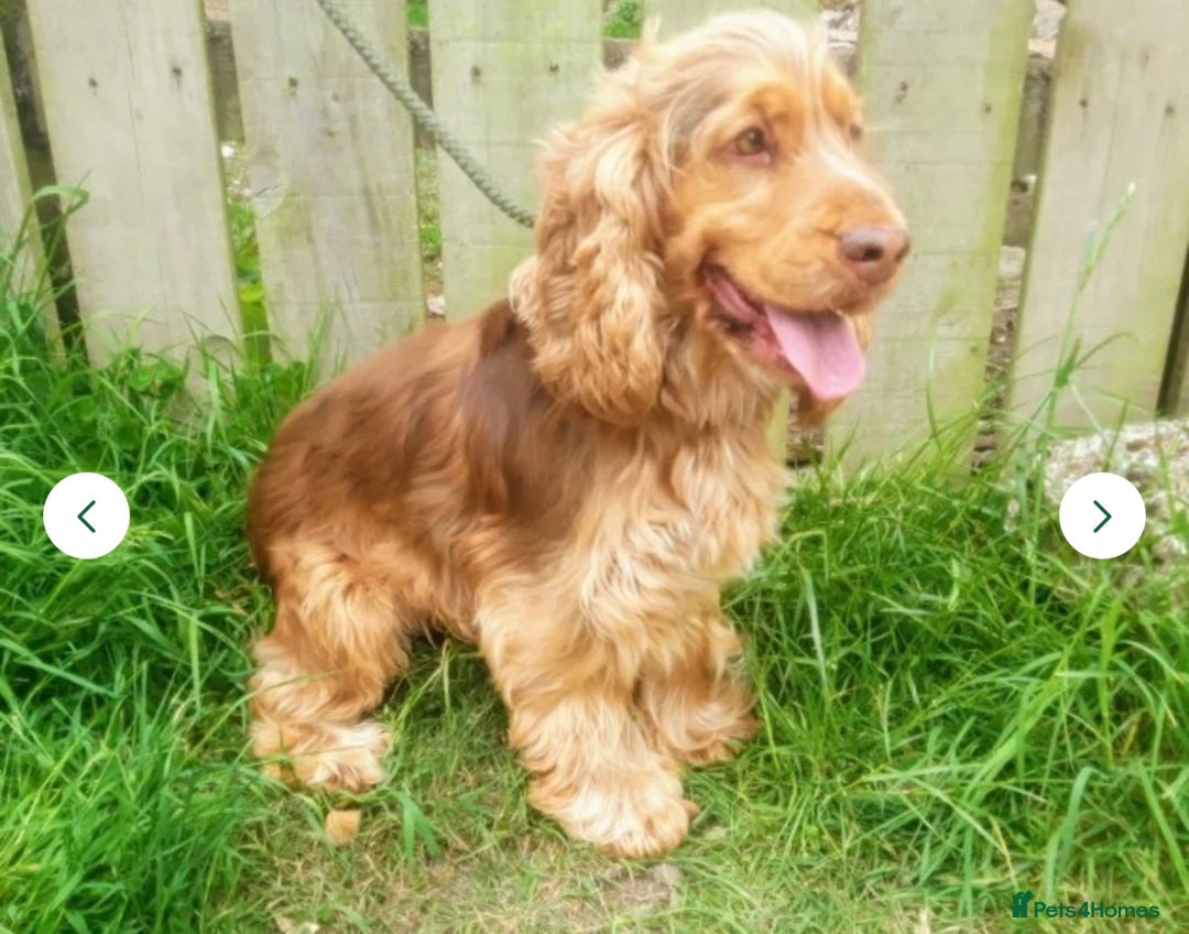 Cocker Spaniel dogs for sale: 🐶💕Newborn baby cockers💕🐶 - Image 16
