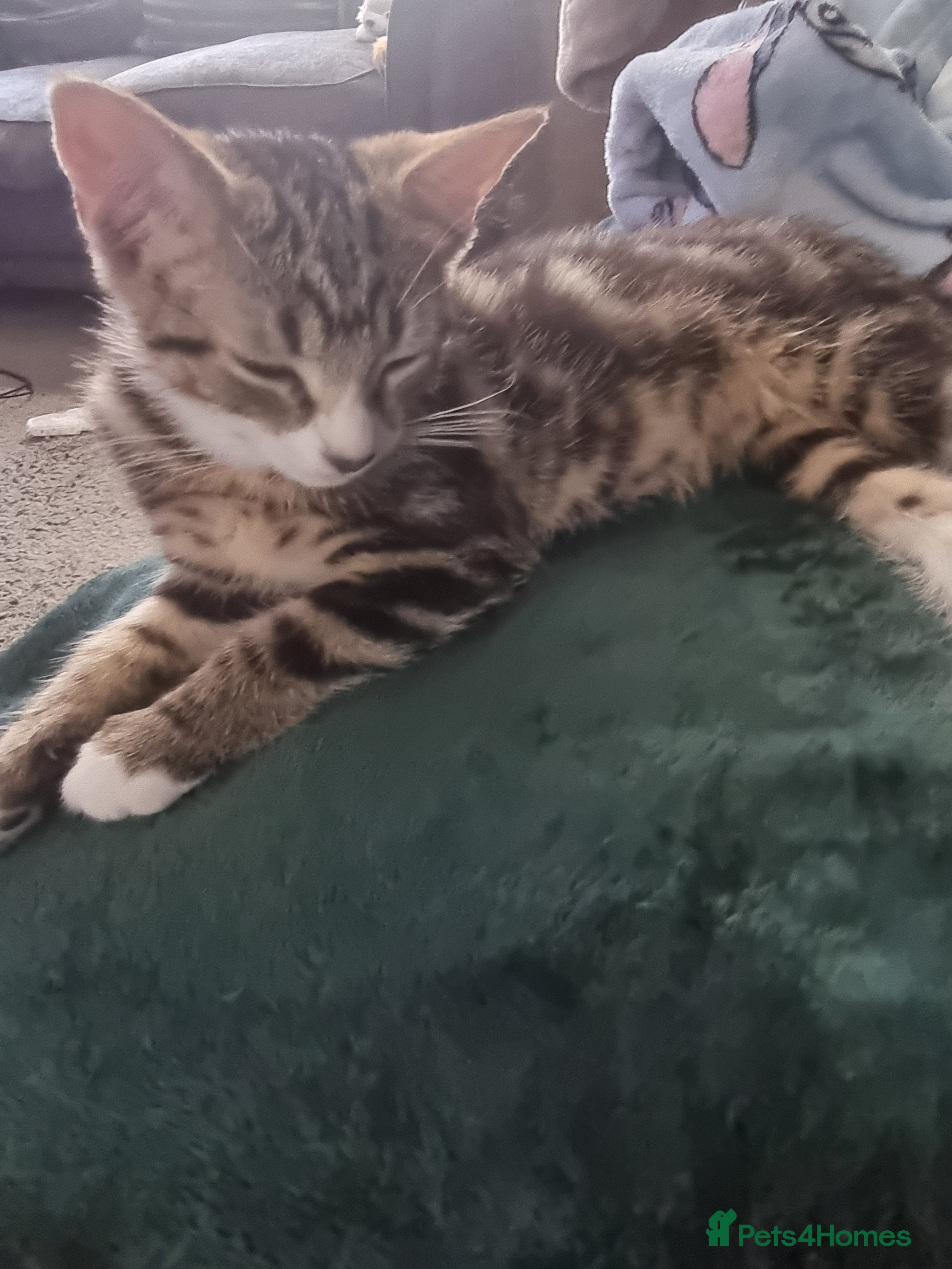 Mixed Breed cats Mira  - Advert 6
