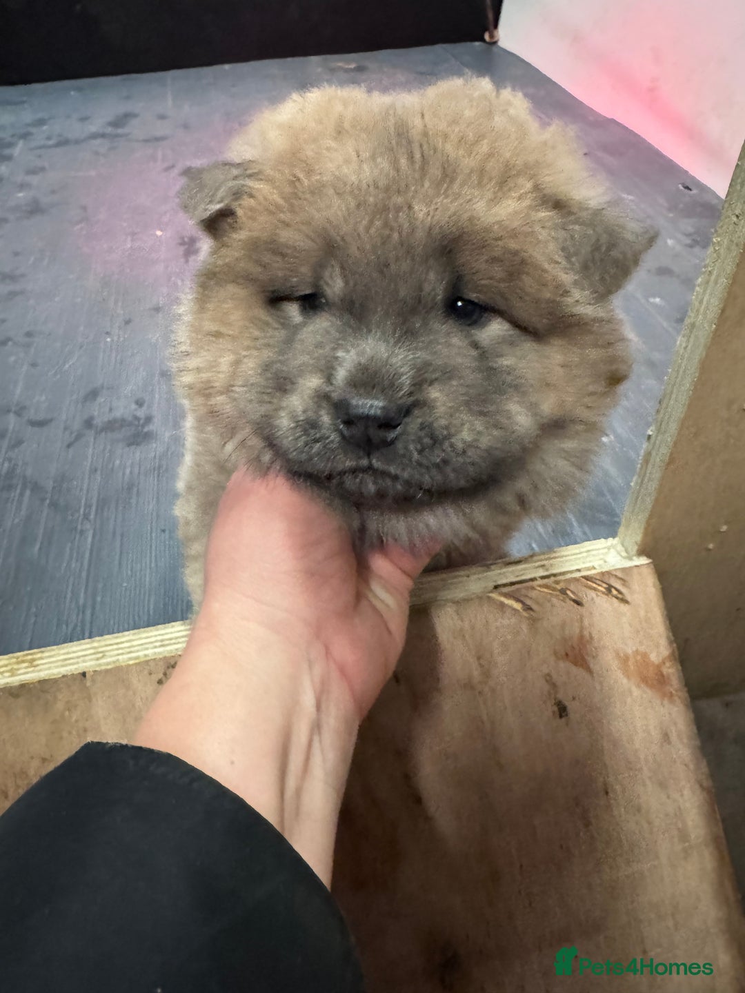 Chow Chow dogs for sale: Gorgeous Chow Chow Puppies Raised in a loving Home - Advert 16