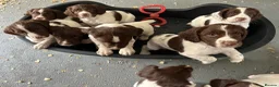 English Springer Spaniel dogs for sale: Royal Kennel  Club  Puppies in Llanrwst - Advert 4