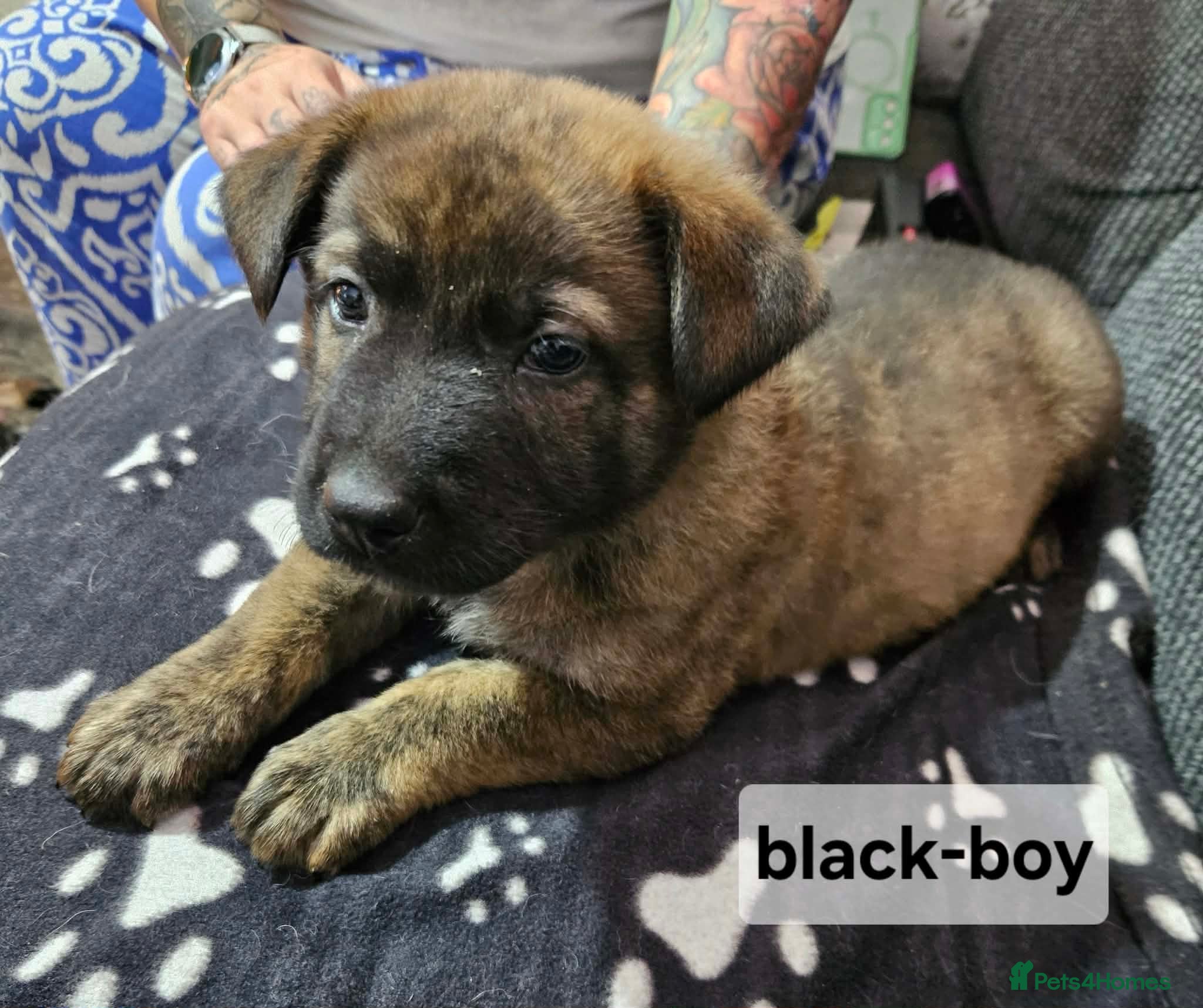 Mixed Breed dogs German shepherd x dutch shepherd  - Advert 2