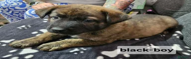 Mixed Breed Puppy 1