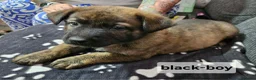 Mixed Breed dogs for sale: German shepherd x dutch shepherd  in Grimsby - Advert 2