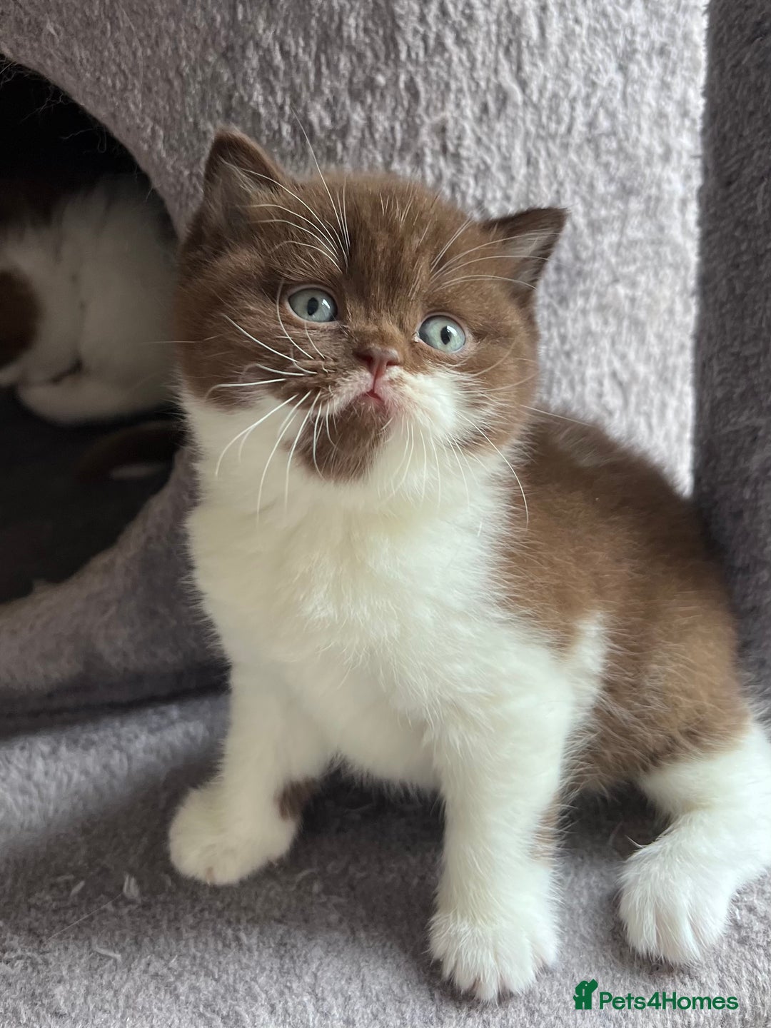 British Shorthair cats for sale: Only one kitten left! Champion lines BSH kittens  - Advert 2