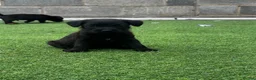 Patterdale Terrier dogs for sale: Fell terriers  - Advert 34