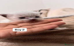 Ragdoll cats for sale: “ Ragdoll kittens “ A perfect  **  present  - Image 14