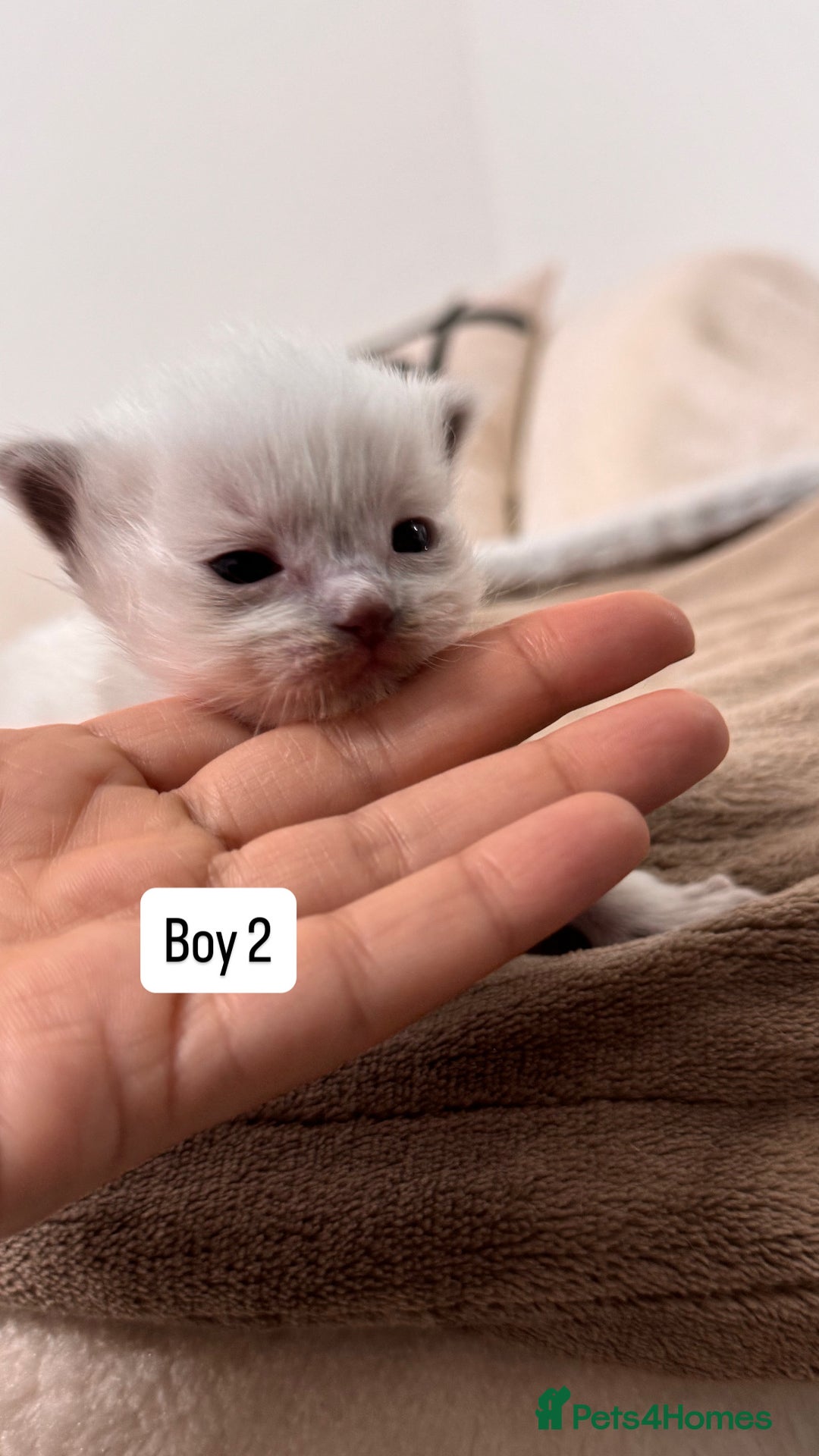 Ragdoll cats for sale: “ Ragdoll kittens “ A perfect  **  present  - Image 14