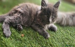 Maine Coon cats for sale: Prue breed mainecoon kittens - Image 6