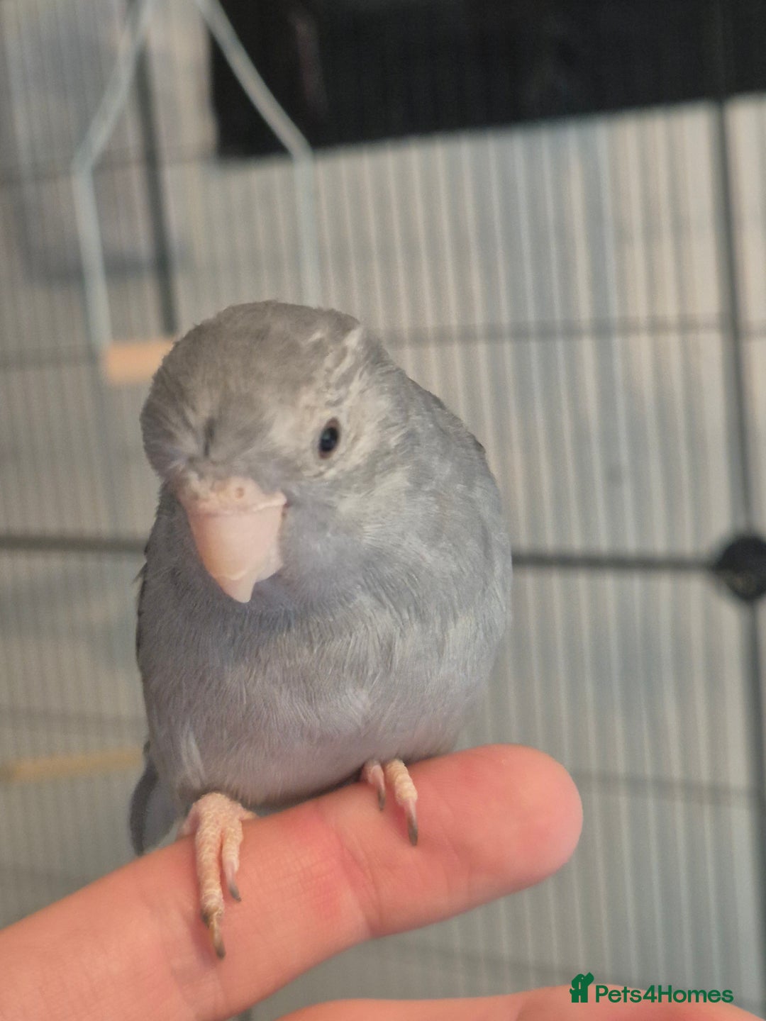 Parakeets birds for sale: Female Handreared Parrotlet  - Image 1