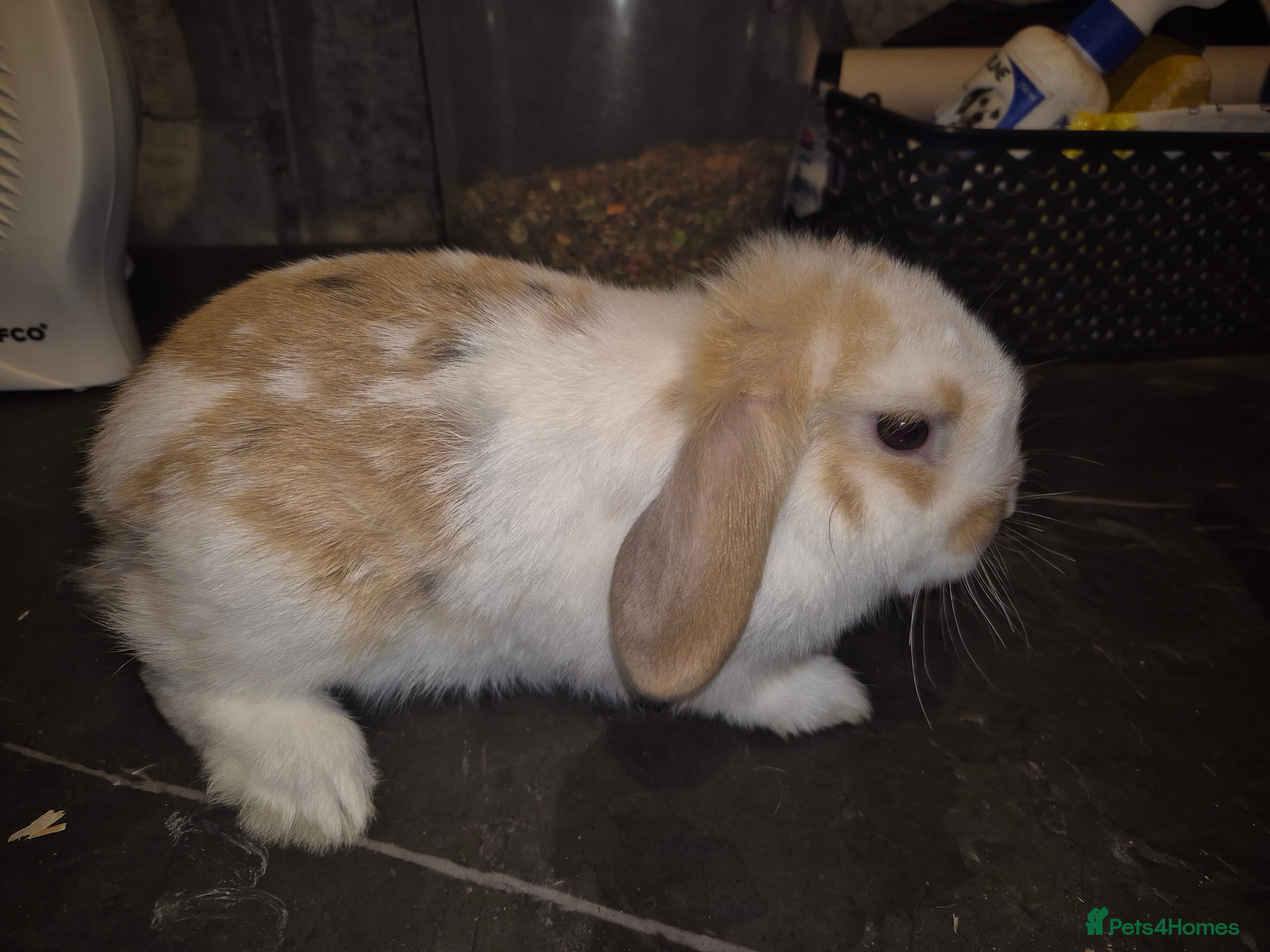 Mixed Breed rabbits Last 3 available  - Advert 1