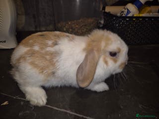 Mixed Breed rabbits Last 3 available - Advert 1