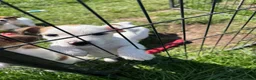 Jack Russell dogs for sale: Jack Russell pups for sale - Advert 2