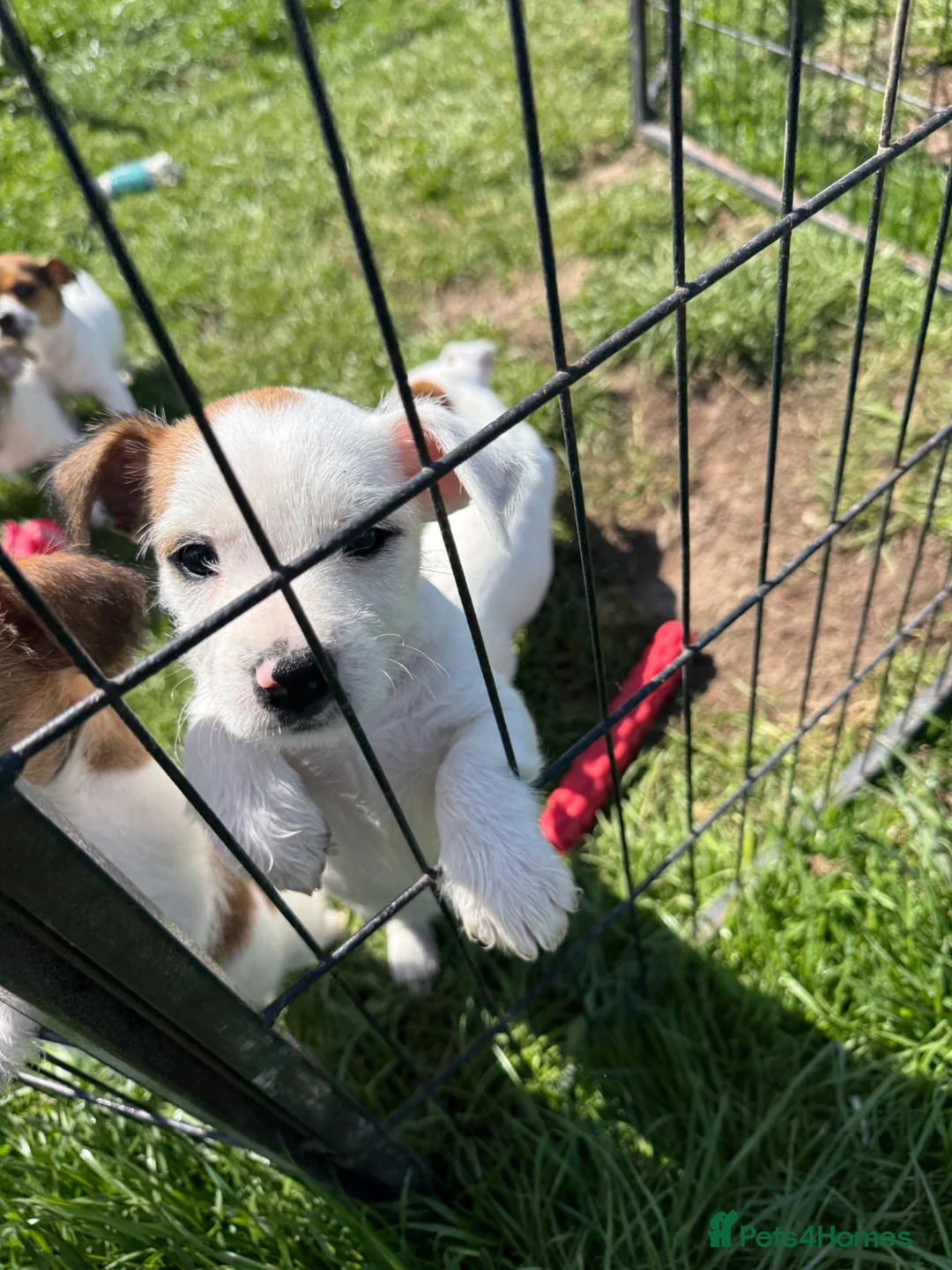 Jack Russell dogs for sale: Jack Russell pups for sale - Advert 2