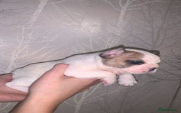 French Bulldog dogs for sale: French bulldog pups  - Image 12