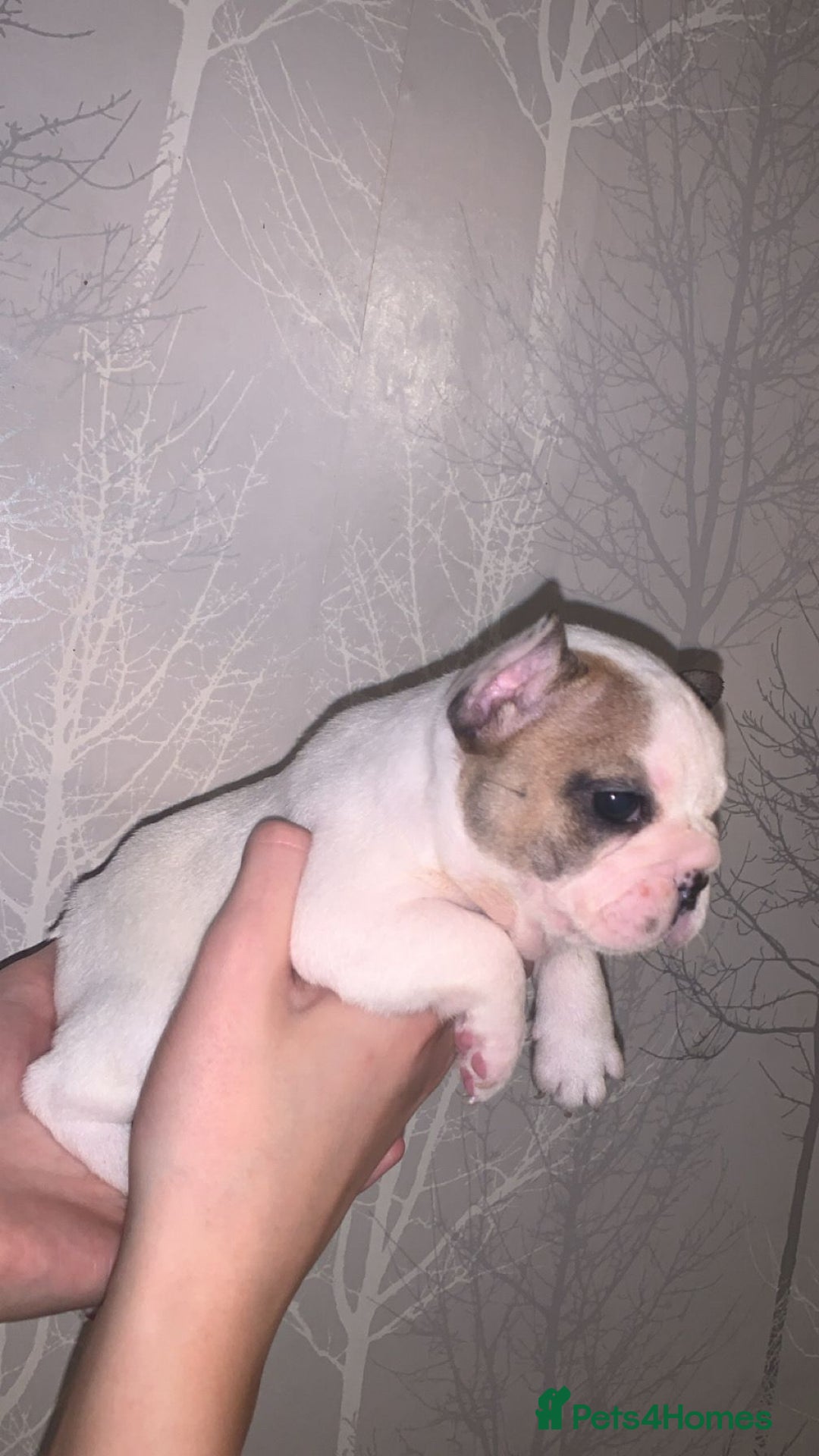 French Bulldog dogs for sale: French bulldog pups  - Image 12