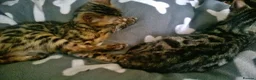 Mixed Breed cats for sale: Cute and Playful Kittens - Advert 3