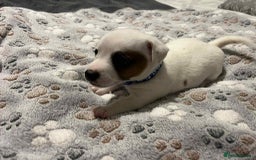 Jack Russell dogs for sale: Jack Russell Puppies for Sale  - Image 8