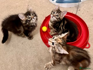 Mixed Breed cats Amiable mixed breed kittens - Advert 5