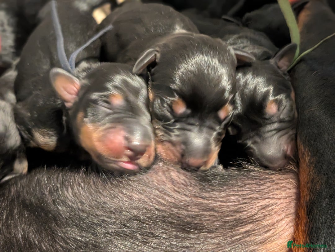 Dobermann dogs for sale: Doberman puppies  - Image 3