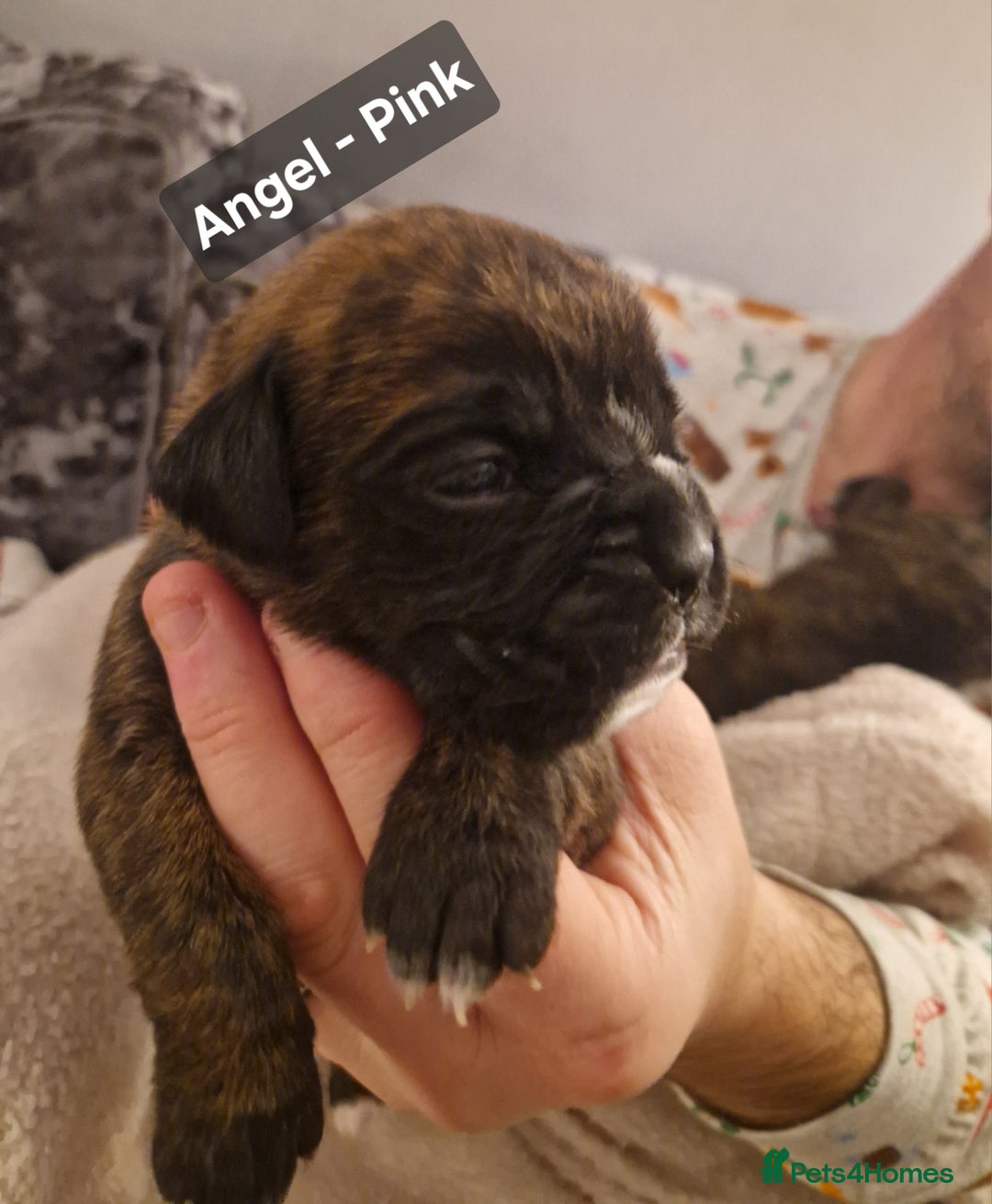 Boxer dogs for sale: 7 Beautiful Boxer Chunky Puppies - Advert 8