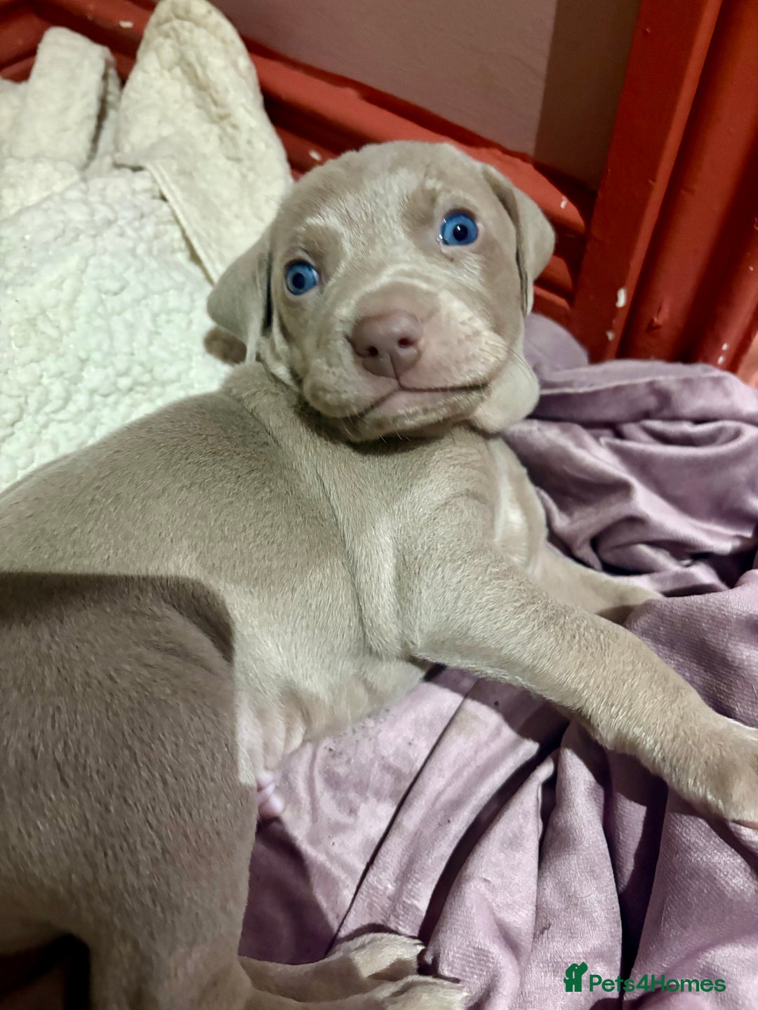 Weimaraner dogs for sale: Weimaraner pups  - Advert 1