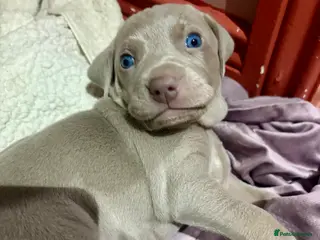 Weimaraner dogs Beautiful Weimaraner pups - Advert 1