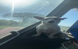 Jack Russell dogs for stud: Small short legged pure Jack Russel  - Advert 5