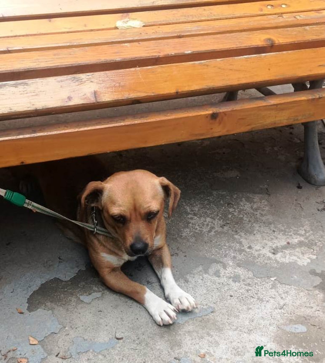 Mixed Breed dogs for adoption: LUCY, a Superb little Girl, for a Loving Home - Image 14