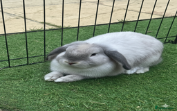 Mini Lop rabbits for sale: Pure blue sable point Mini Lop - Image 2