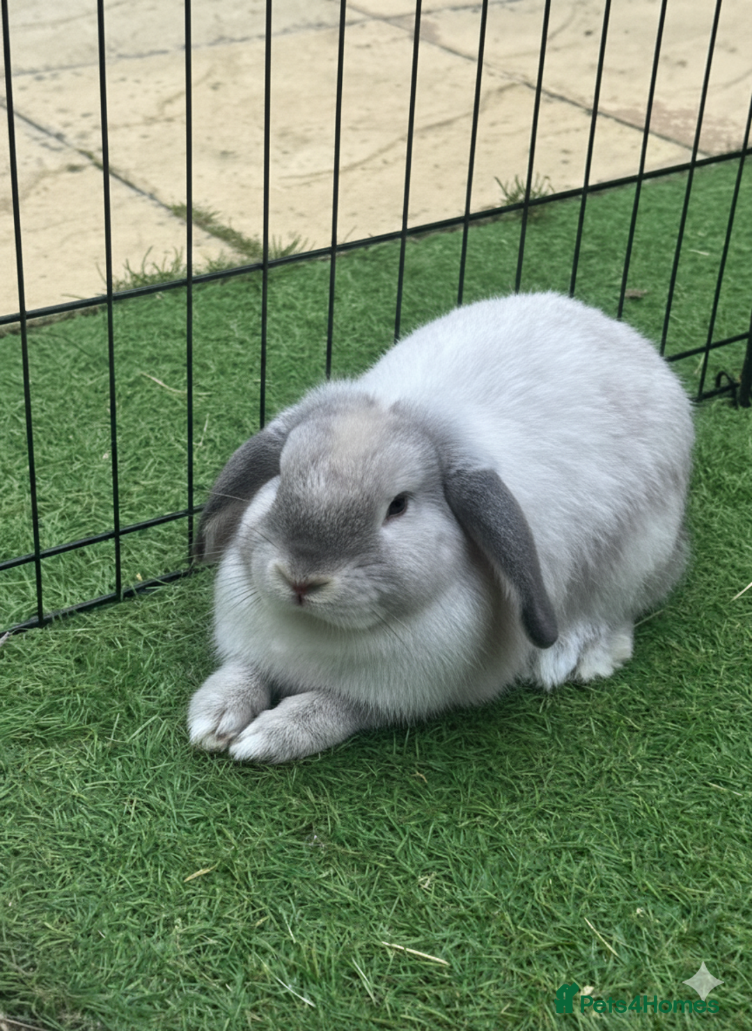 Mini Lop rabbits for sale: Pure blue sable point Mini Lop - Image 2
