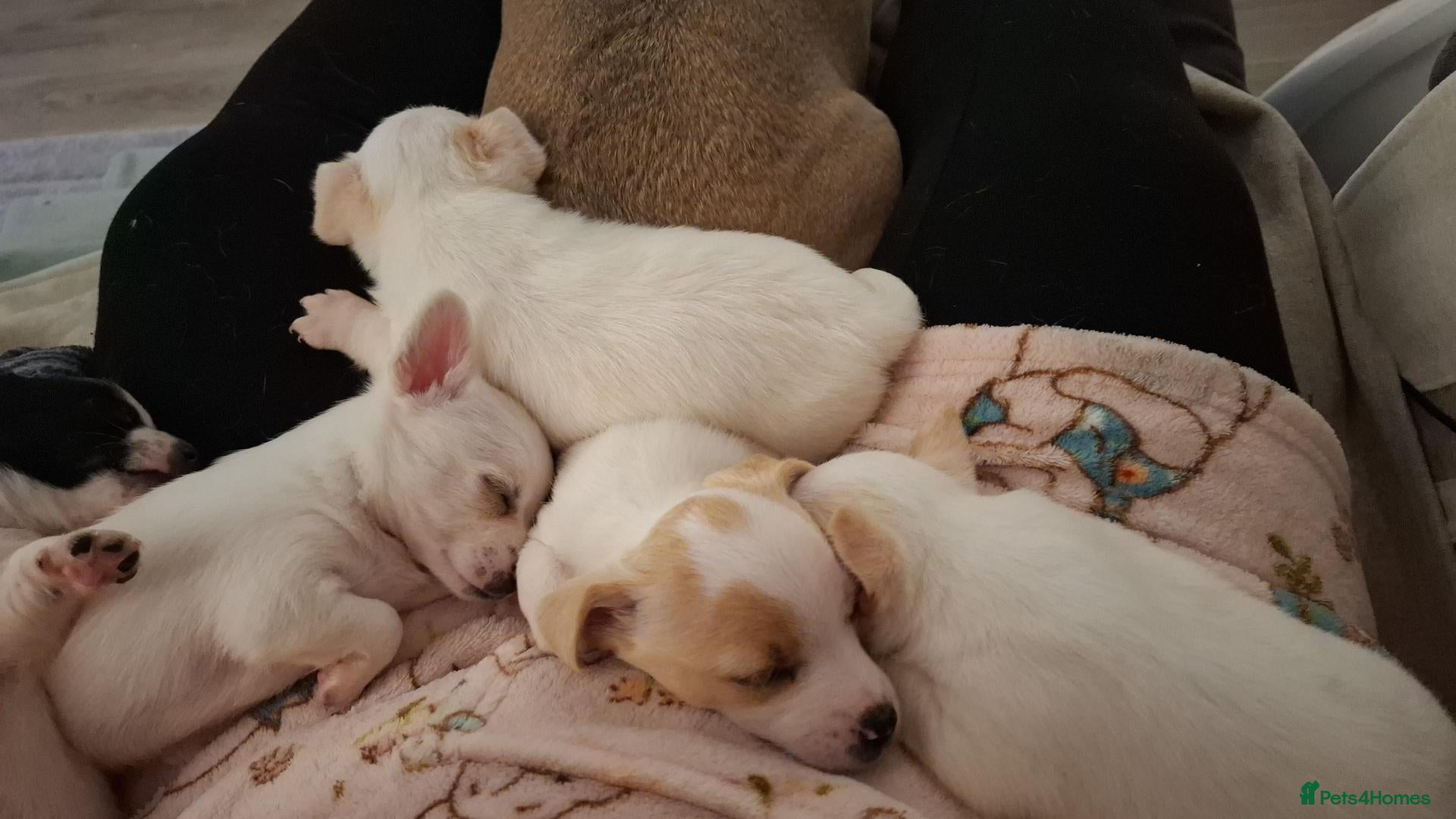 Jack Russell dogs Beautiful Jack Russell puppies for sale! - Advert 9