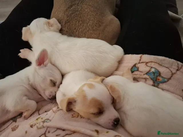 Jack Russell dogs Beautiful Jack Russell puppies for sale! - Advert 1