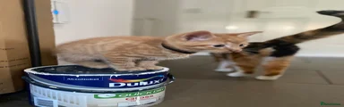 Ginger - black collar boy 