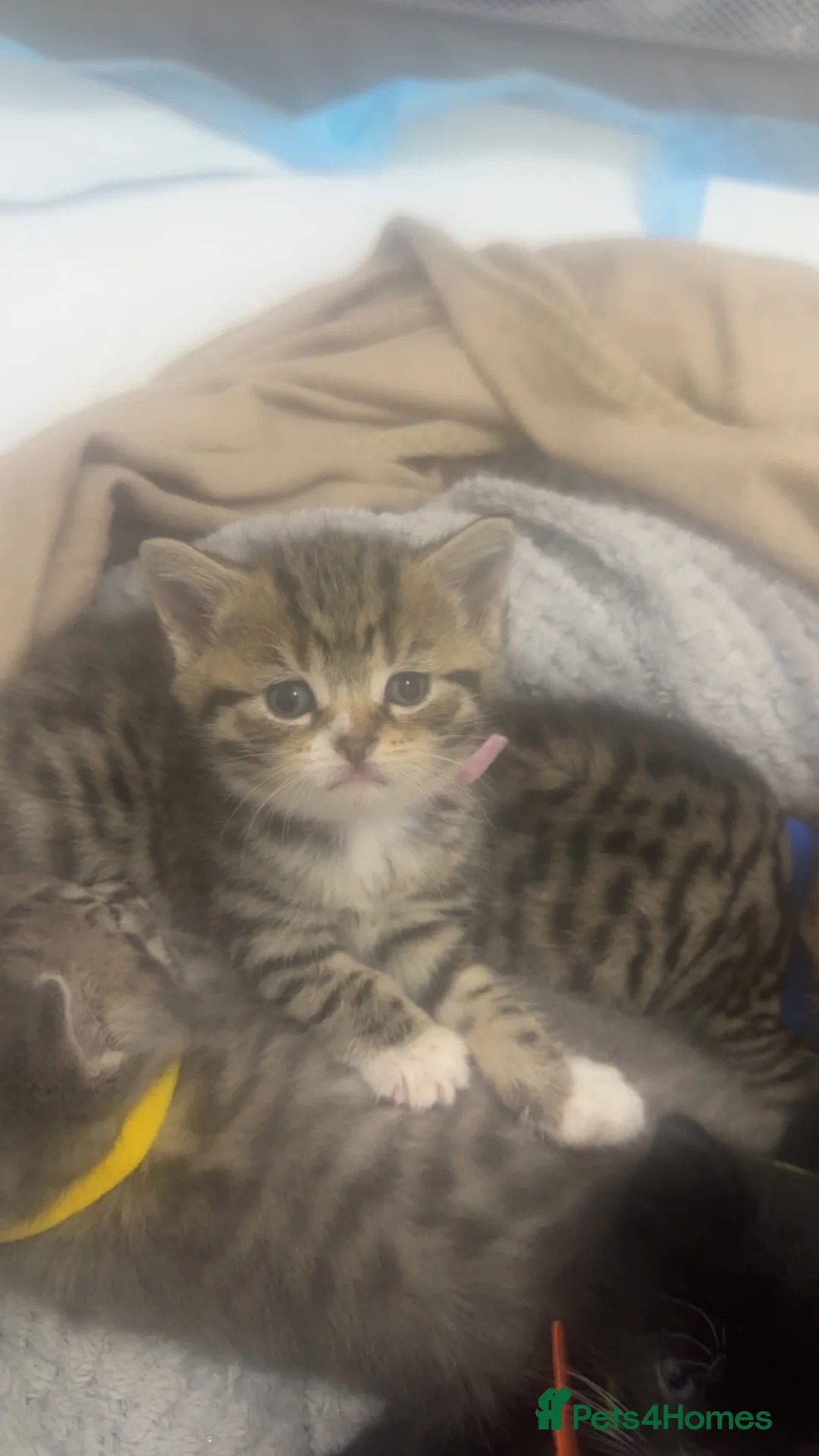 Mixed Breed cats for sale: Kittens looking for their forever loving home  in Birmingham - Advert 11