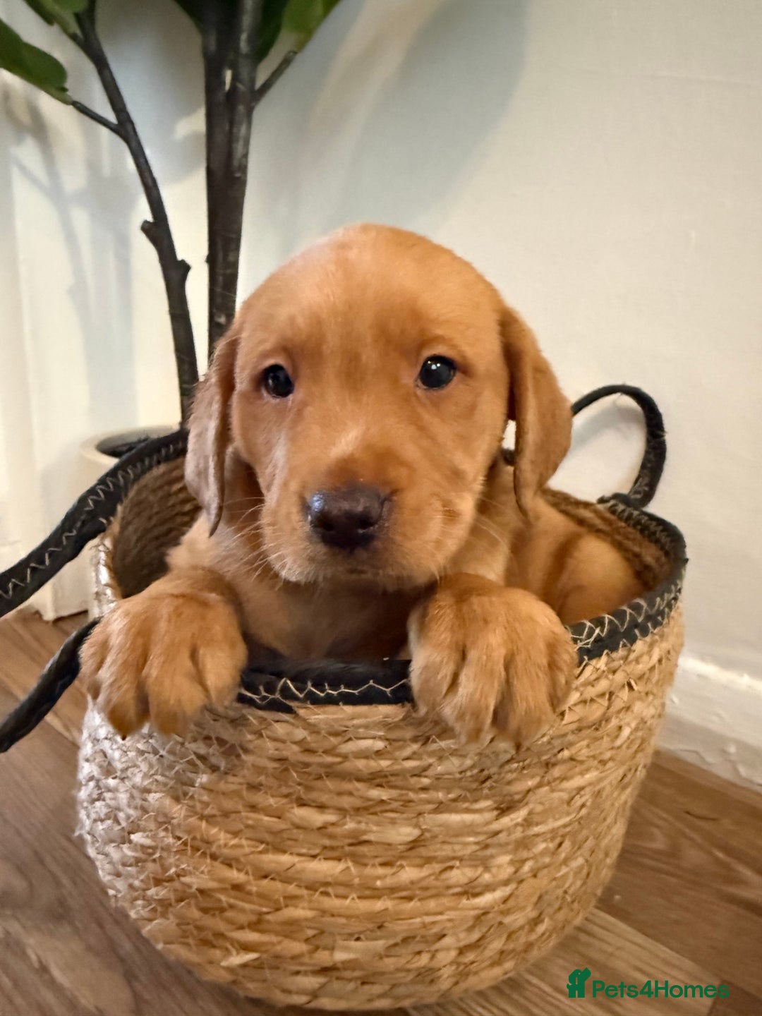 Labrador Retriever dogs for sale: Labrador pups for sale  - Advert 32