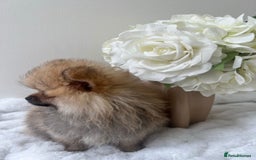 Pomeranian dogs for sale: Purebred tiny Pomeranian puppies available - Image 9
