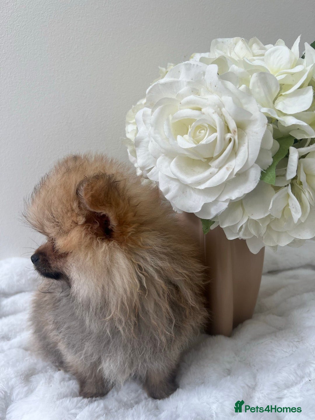 Pomeranian dogs for sale: Purebred tiny Pomeranian puppies available - Image 9