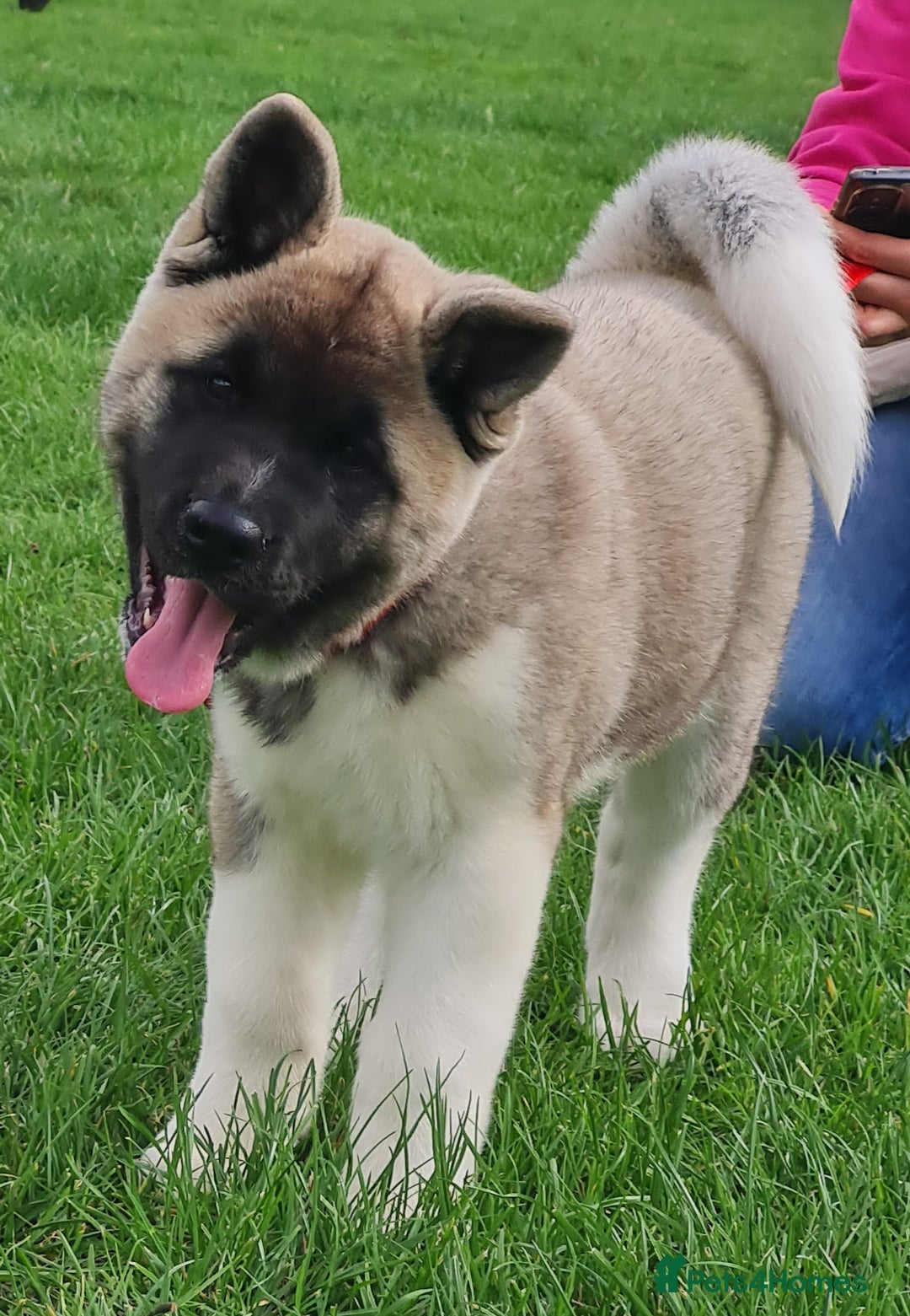 Akita dogs for sale: KC registered Akita puppies - Image 9