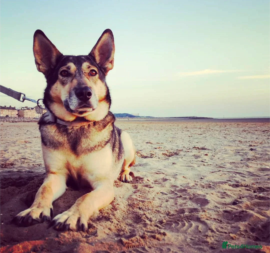 Mixed Breed dogs for sale: Lovely Nika is looking for forever home - Advert 2