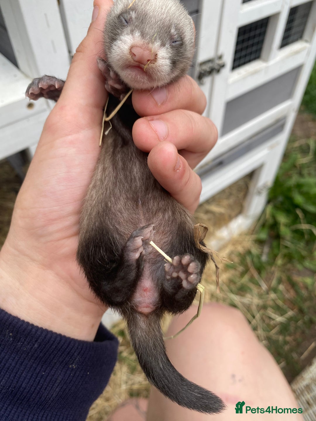 Ferret rodents for sale: Ferret kits  - Image 9