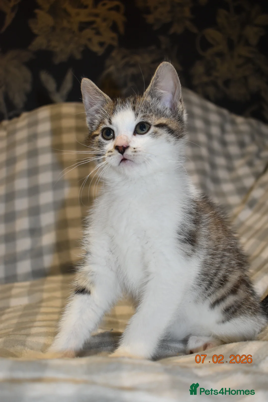 Mixed Breed cats for sale: 3 kittens for sale  - Advert 16