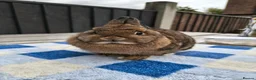 Netherland Dwarf rabbits for sale: Netherland dwarfs available  - Advert 2