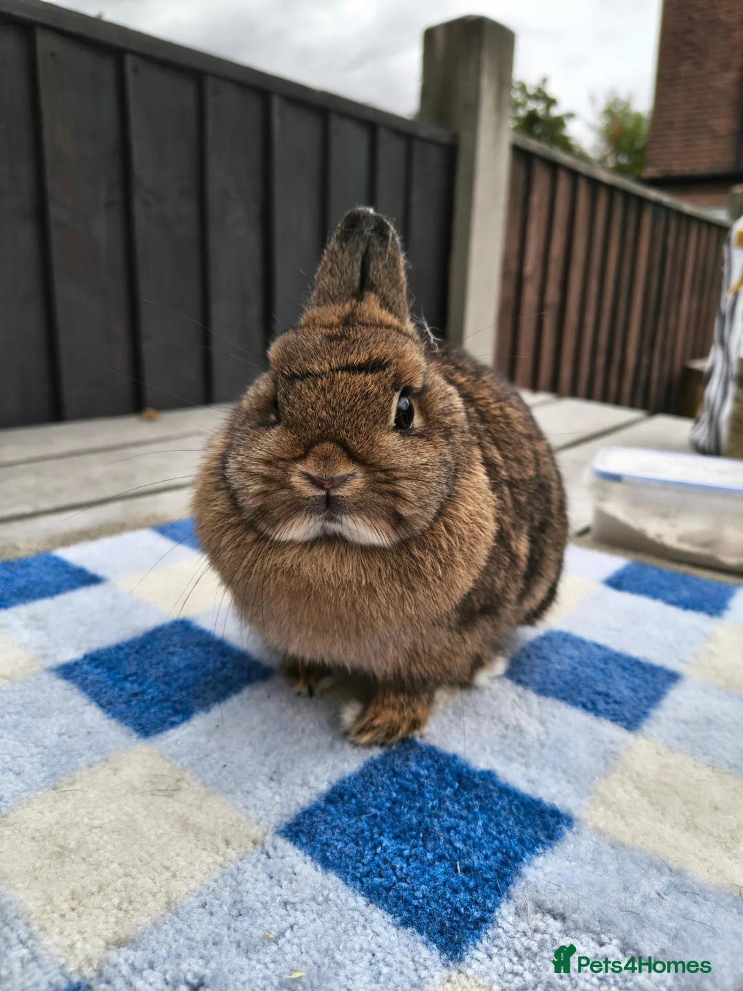 Netherland Dwarf rabbits for sale: Netherland dwarfs available  - Advert 2