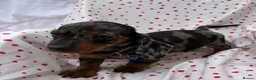 Miniature Dachshund dogs for sale: Miniature dachshund boys - Advert 2