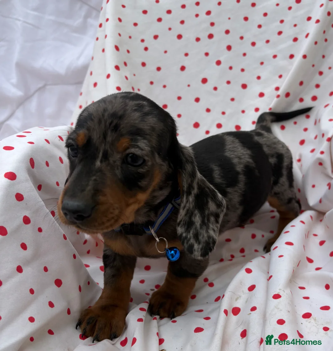 Miniature Dachshund dogs for sale: Miniature dachshund boys - Advert 2