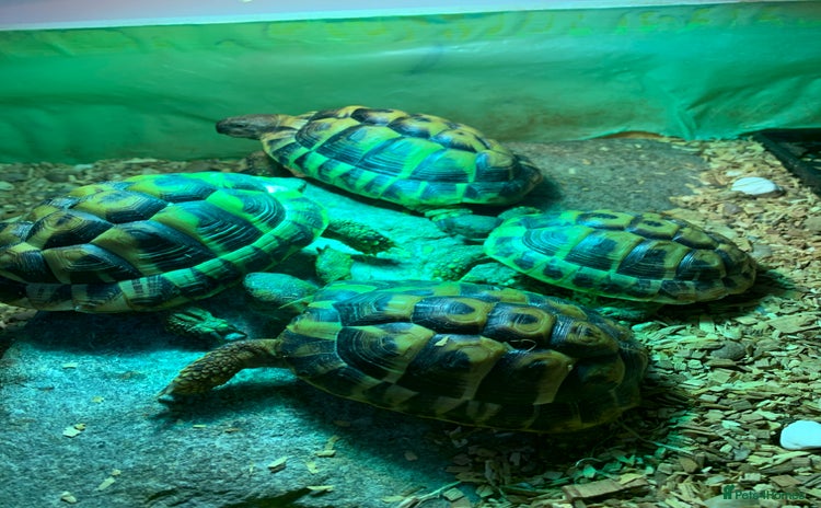 Hermann Tortoise reptiles Testudo hermanni (Hermanns Tortoise) - Advert 1