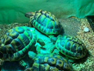 Hermann Tortoise reptiles for sale: Testudo hermanni (Hermanns Tortoise) - Advert 1