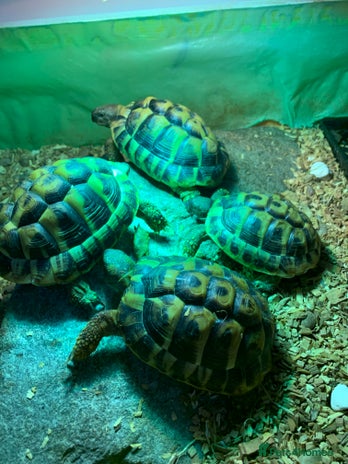 Hermann Tortoise reptiles Testudo hermanni (Hermanns Tortoise) - Advert 2