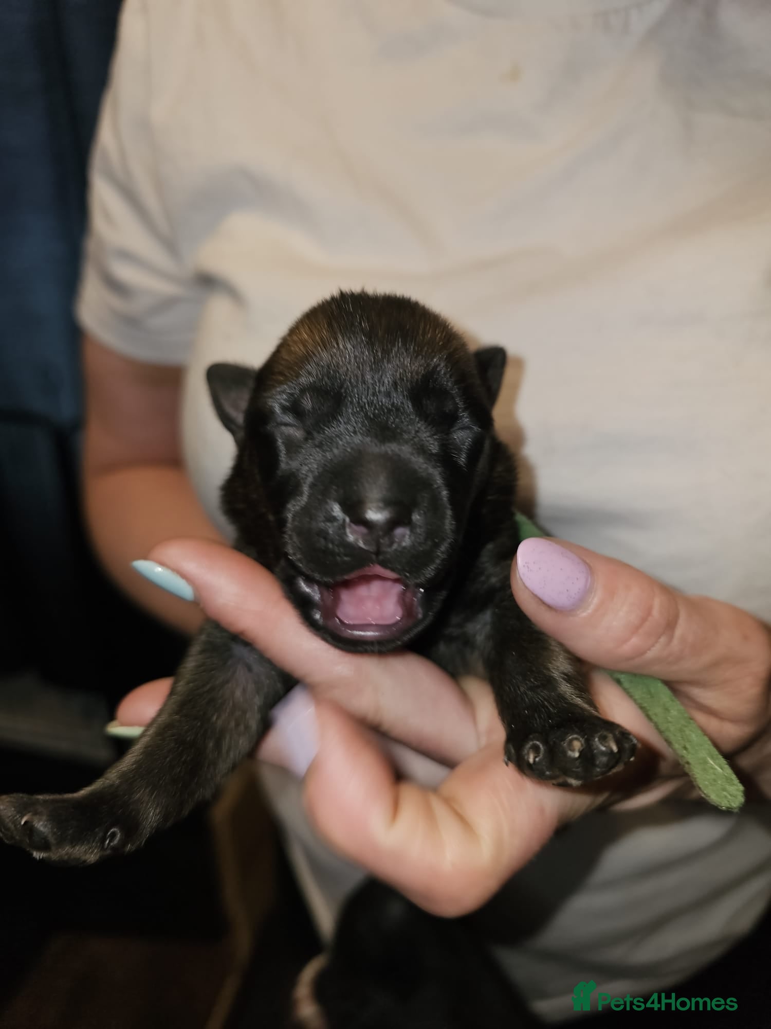 Belgian Shepherd Dog dogs for sale: Belgian Malinois Puppies for Sale (Working Line) - Advert 20