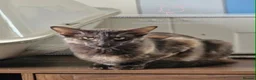 Oriental cats for sale: Beautiful Chocolate Tortie Oriental Longhair in Oswestry - Advert 1